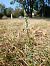 Spiranthes spiralis (Spiranthe d'automne) © Alain Falvard