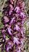 Himantoglossum robertianum © Sergi Torné
