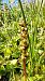 Coeloglossum viride  - Sylvain Barthe