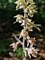 Epipactis purpurata  - Laurent Bignon