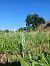 Spiranthes spiralis  - Alain Falvard