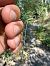 Chalcolestes viridis  - Andrea Galimberti
