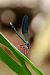 Calopteryx xanthostoma  - Andrea Galimberti