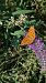 Argynnis paphia © Massimo Maldifassi