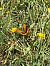 Lycaena virgaureae  - Maria Rita Gelso