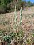 Spiranthes spiralis (Spiranthe d'automne) © Alain Falvard