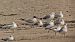 Caspian Tern  - Eliza Suchozebrska