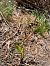 Coeloglossum viride (Orchis grenouille) © Arthur Léonard