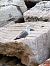 Gabbiano reale (Larus michahellis) © Antonio Mazzone