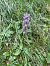 Gymnadenia conopsea (Orchis moucheron) © Arthur Léonard