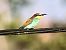 Abellerol (Merops apiaster) © Ramon Prat Espelt