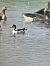 Common Shelduck  - Krzysztof Lis