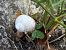 Cornu aspersum © Maria Rita Gelso
