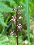 Neottia cordata  - Alain Darmuzey