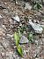 Dactylorhiza fuchsii (Orchis de Fuchs) © Arthur Léonard