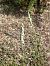 Spiranthes spiralis (Spiranthe d'automne) © Erwan Leherisse