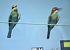 Gruccione (Merops apiaster) © Paola Lovrovich (FVG)