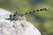 Onychogomphus forcipatus unguiculatus © Andrea Galimberti