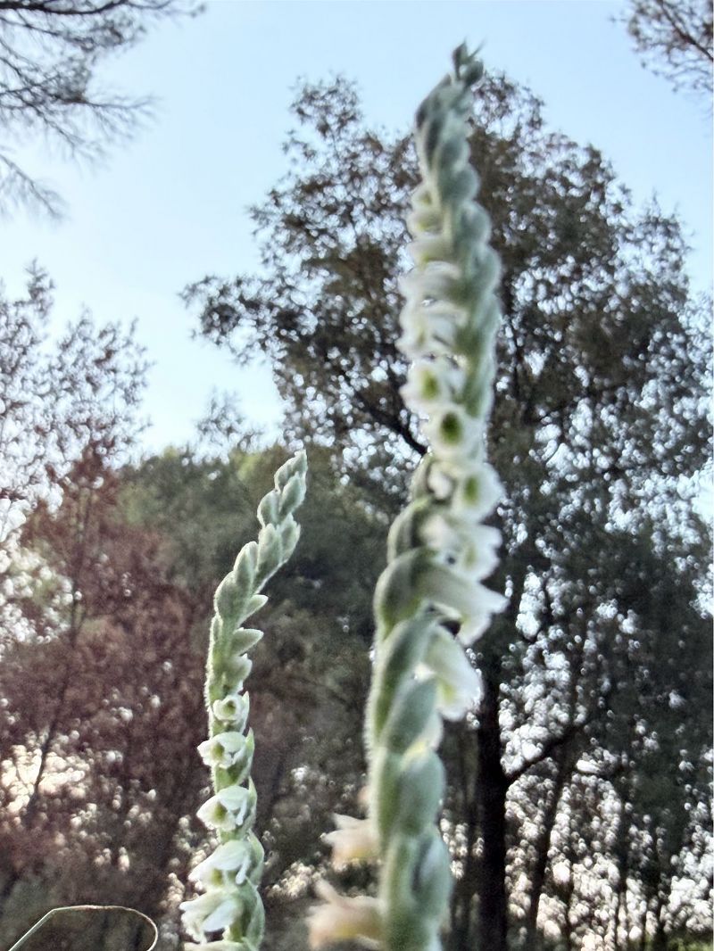 Spiranthes spiralis  - David Vilasís Boix