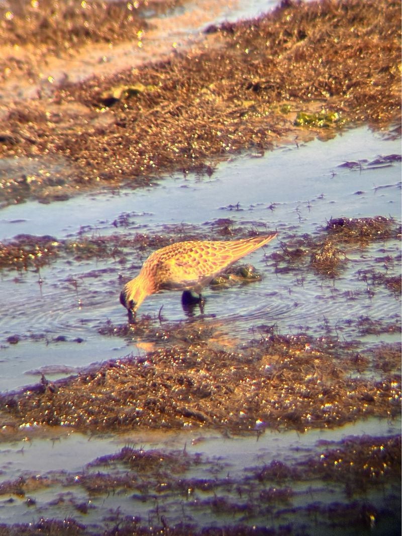 Calidris bairdii  - Léo Bouakaz