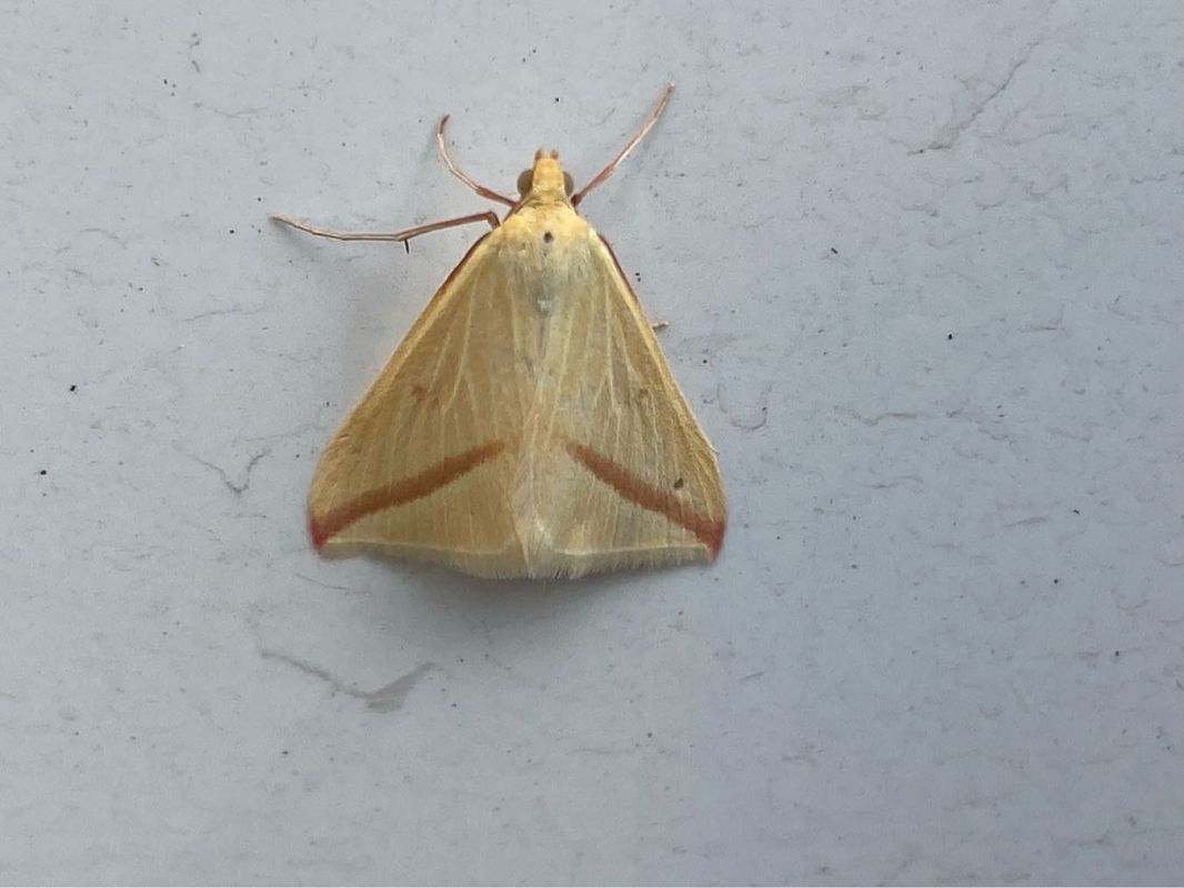 Rhodometra sacraria  - Maria Rita Gelso