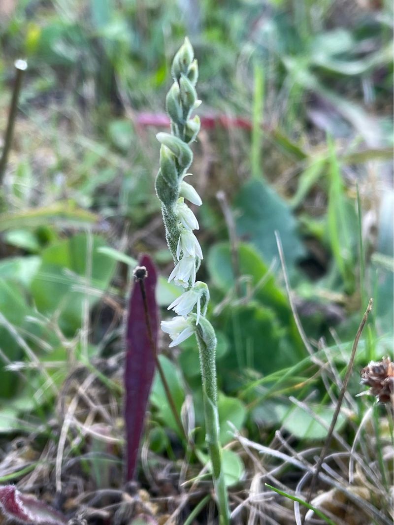 Spiranthes spiralis  - Olivier Guillemet