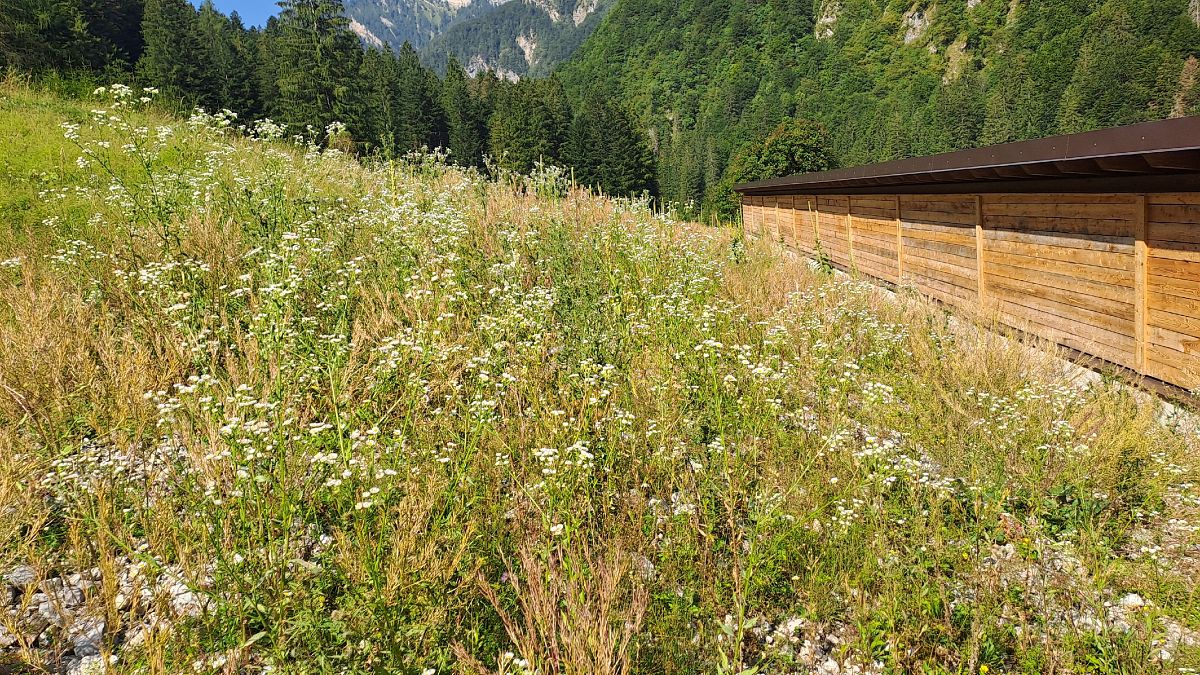 Erigeron annuus  - Niko Borghese (FVG)