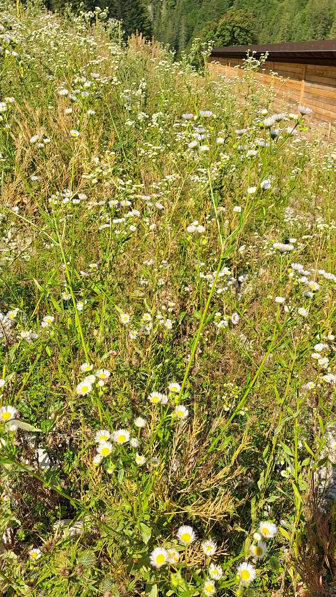 Erigeron annuus  - Niko Borghese (FVG)