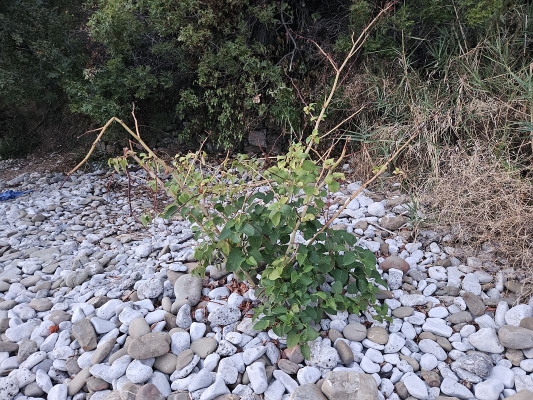 Fallopia japonica  - Elisa de Belli (FVG)