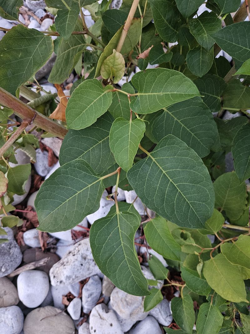 Fallopia japonica  - Elisa de Belli (FVG)