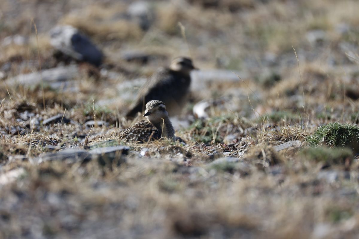 Eurasian Dotterel  - Josep Redorta