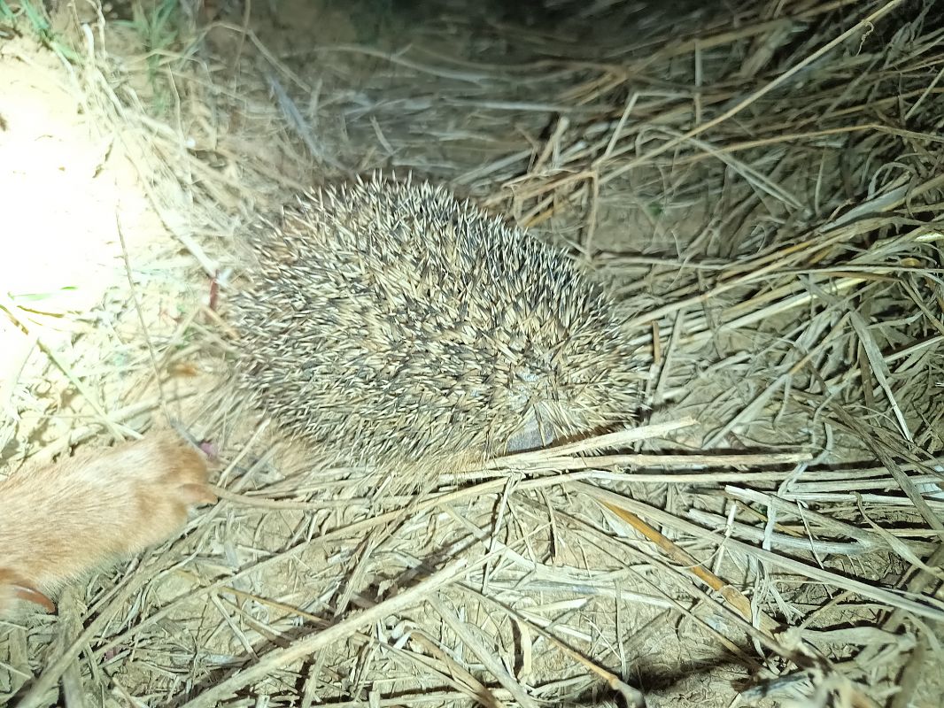 Erinaceidae sp.  - Dídac Segura Muñoz
