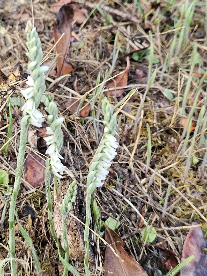 Spiranthes spiralis  - Didier Godreau