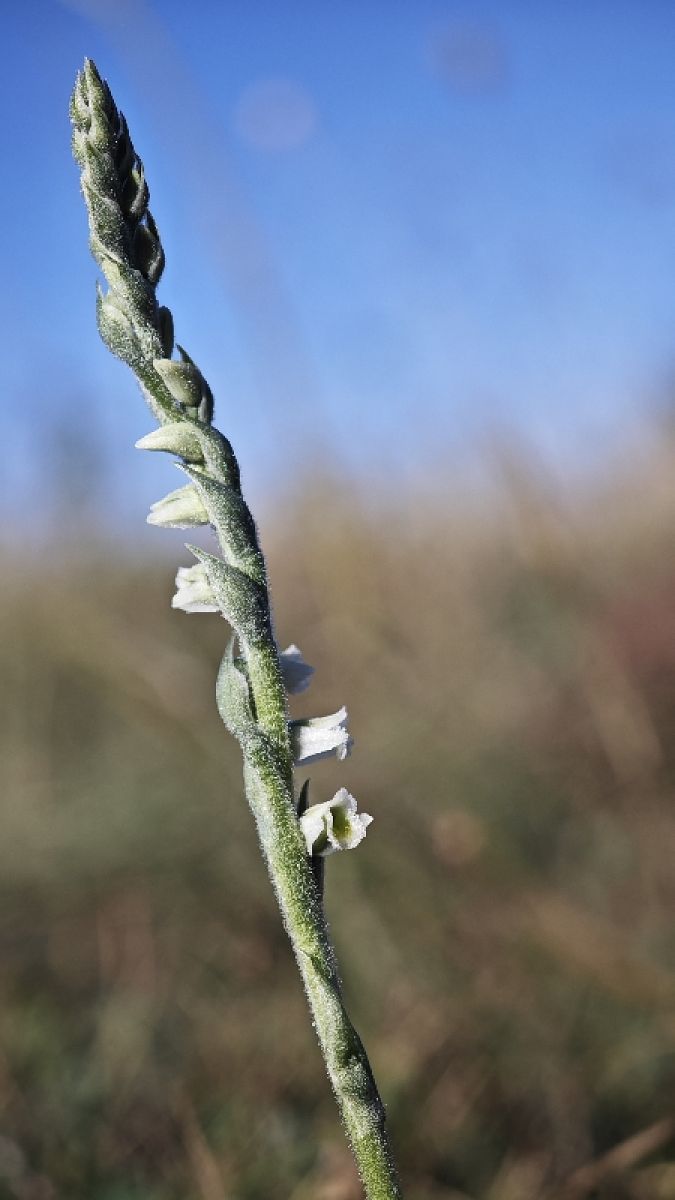 Spiranthes spiralis  - Alain Bultez