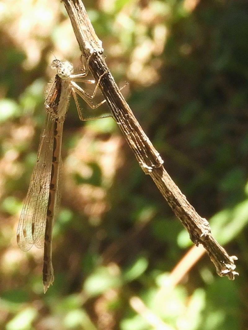 Sympecma fusca  - Massimo Tassinari