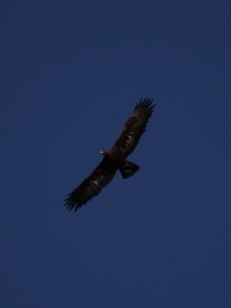 Aquila reale  - William Coleman