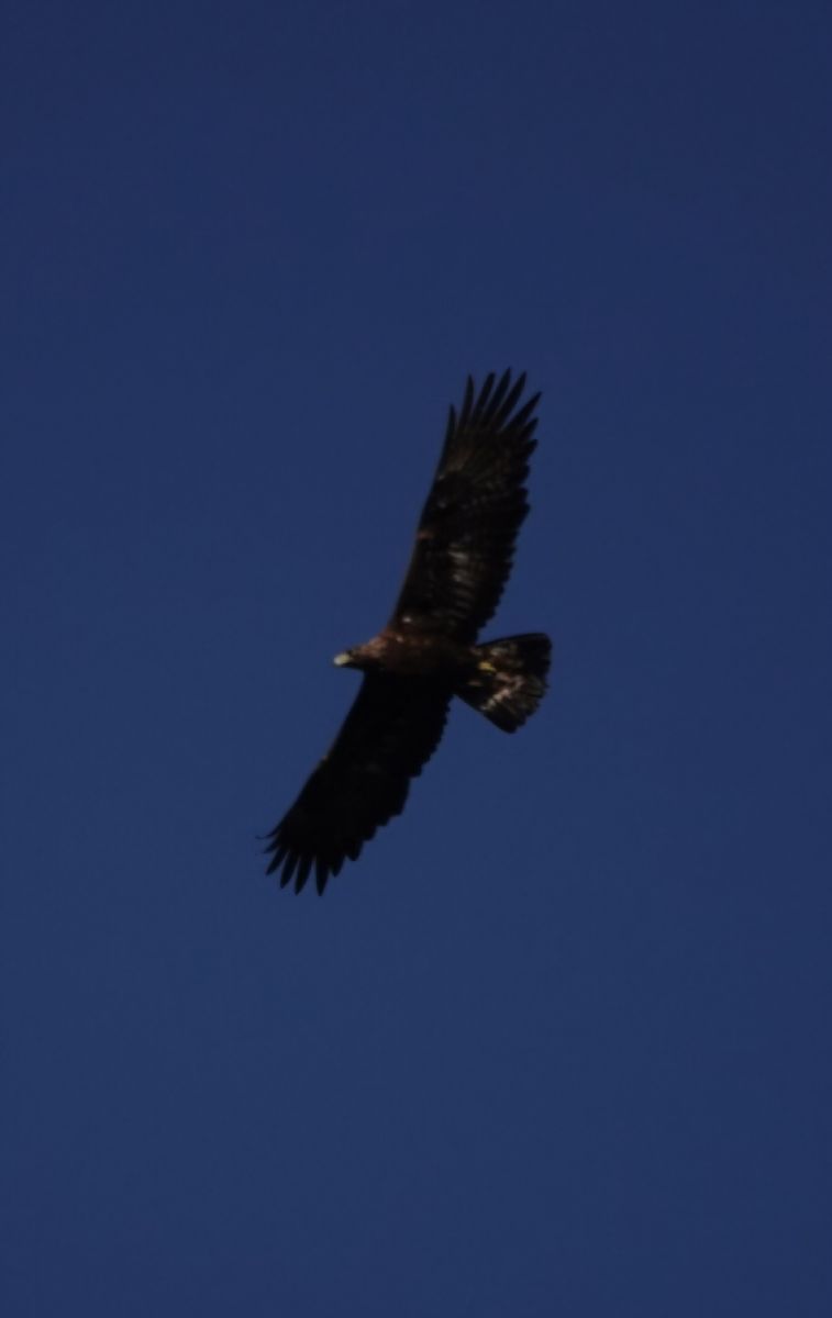 Aquila reale  - William Coleman