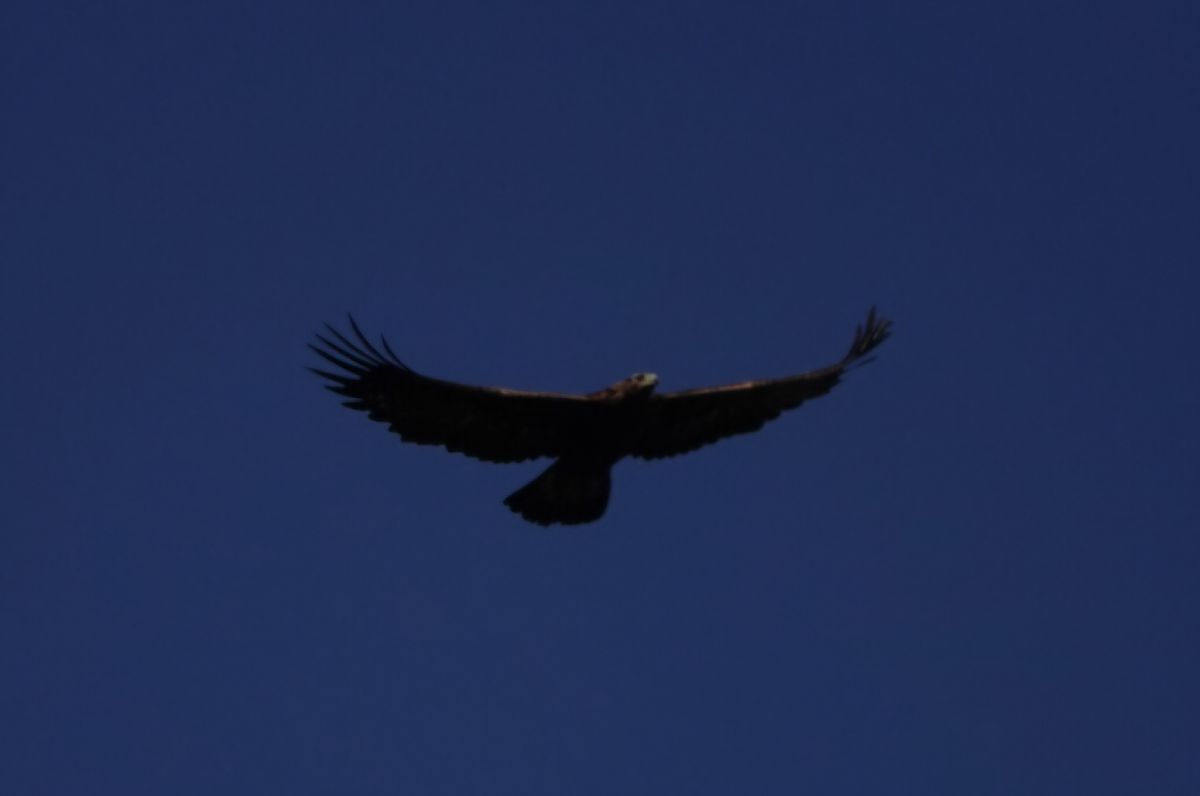 Aquila reale  - William Coleman