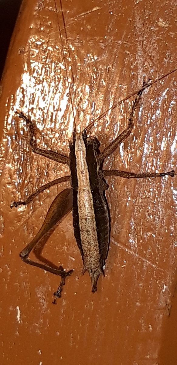 Yersinella raymondii  - Michele Cento