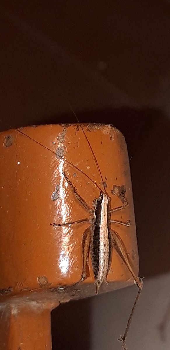 Yersinella raymondii  - Michele Cento