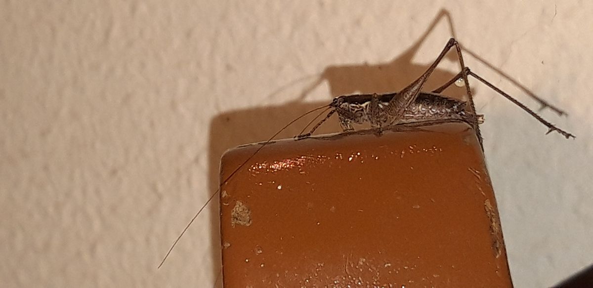 Yersinella raymondii  - Michele Cento