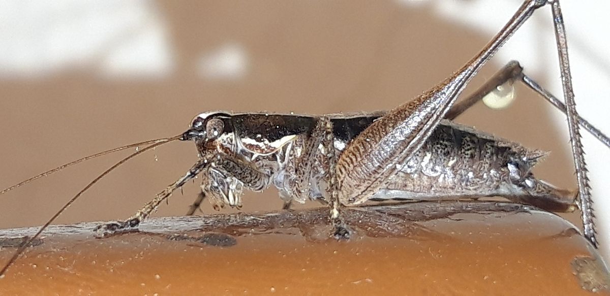 Yersinella raymondii  - Michele Cento