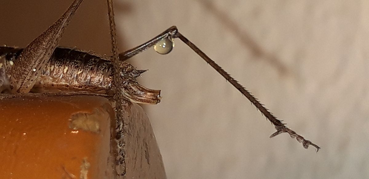 Yersinella raymondii  - Michele Cento