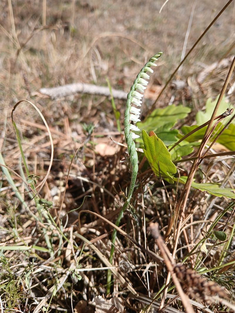Spiranthes spiralis  - Alain Falvard