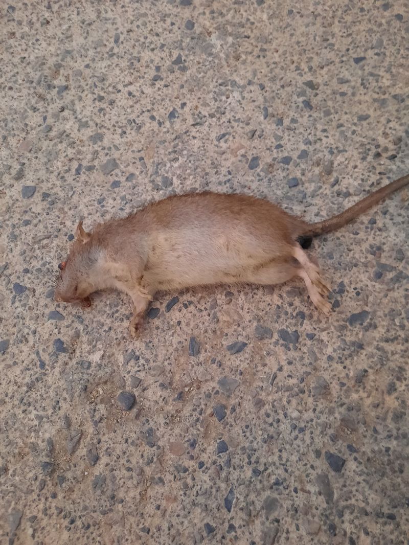 Ratto delle chiaviche  - Michele Coppola