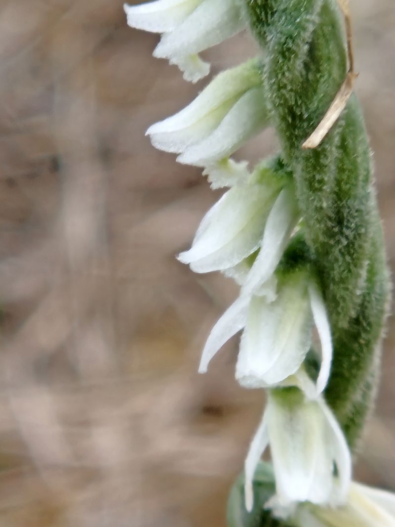 Spiranthes spiralis  - Didier Godreau