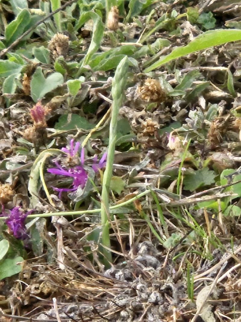 Spiranthes spiralis  - Didier Godreau