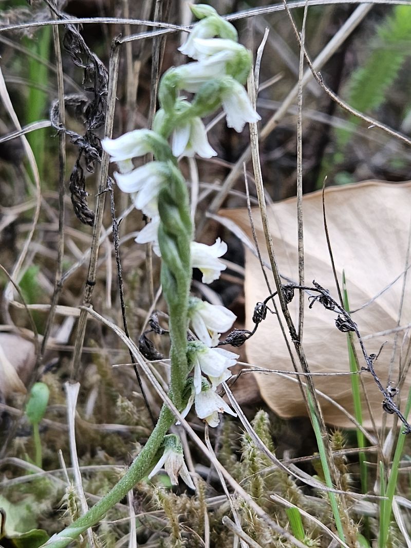 Spiranthes spiralis  - Didier Godreau