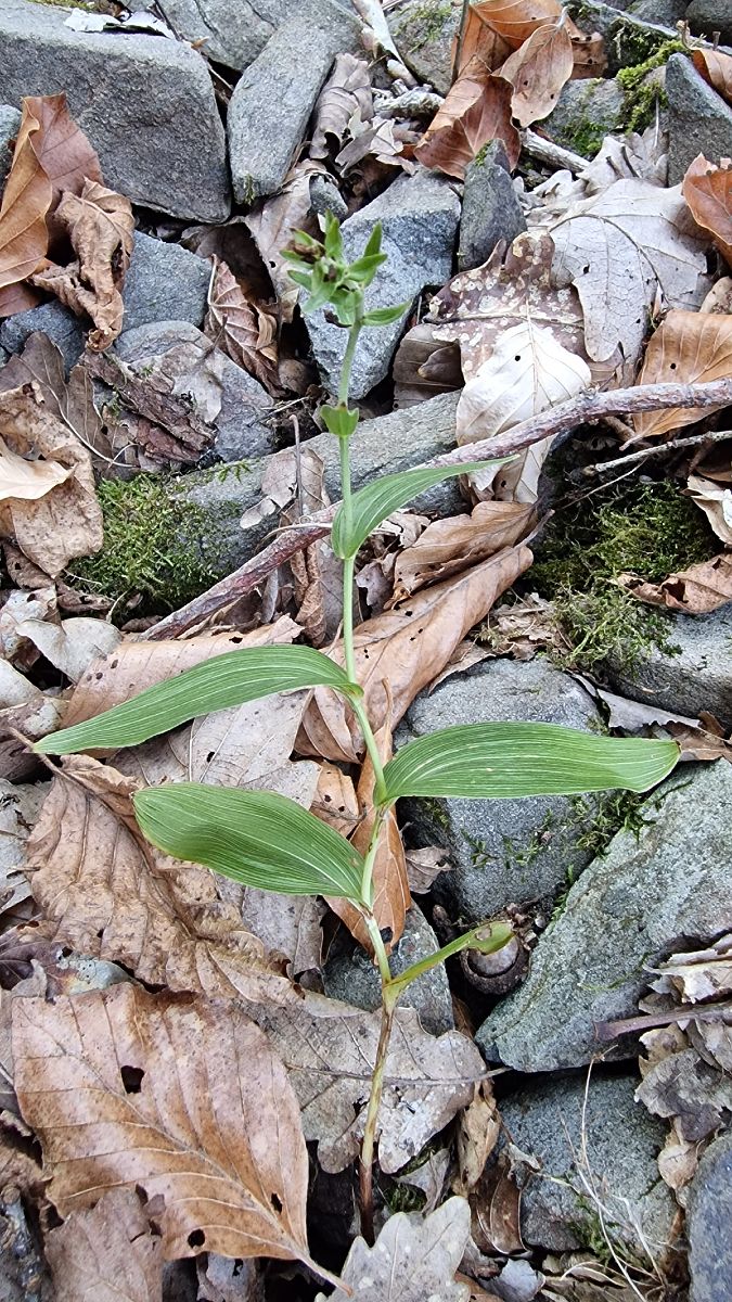 Epipactis helleborine var. minor  - Jean Guhring