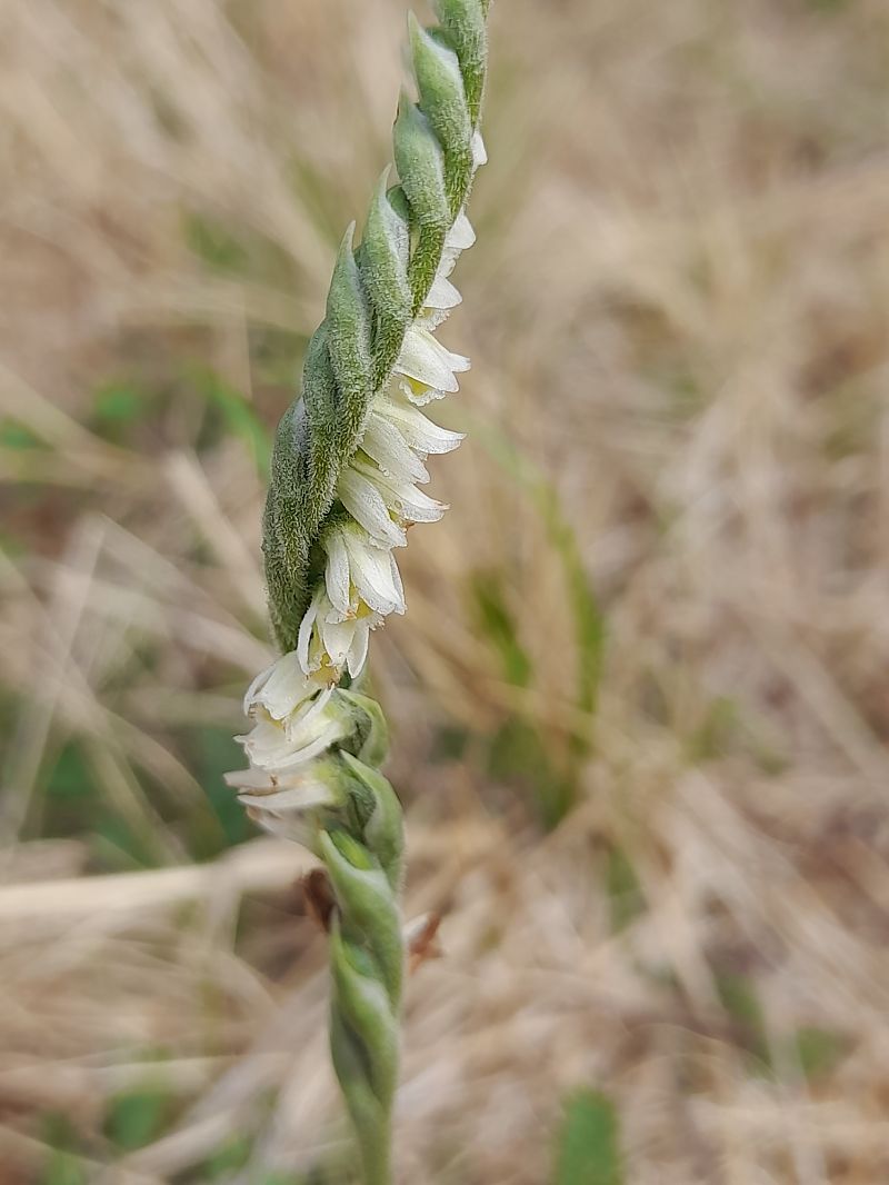 Spiranthes autumnalis  - Basia Crégut
